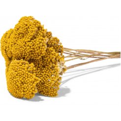 Schafgarbe Achillea, farbig, gelb (natur), Bund ca. 100 g