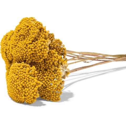 Achillea millefolium, colorata giallo (naturale), collare ca. 100 g circa